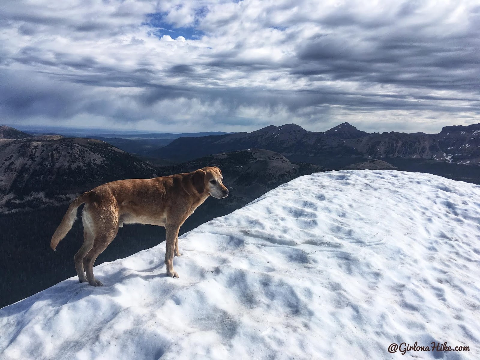 Hiking to Reids Peak, Uintas, Uinta peaks, hiking in the uintas, hiking in utah with dogs