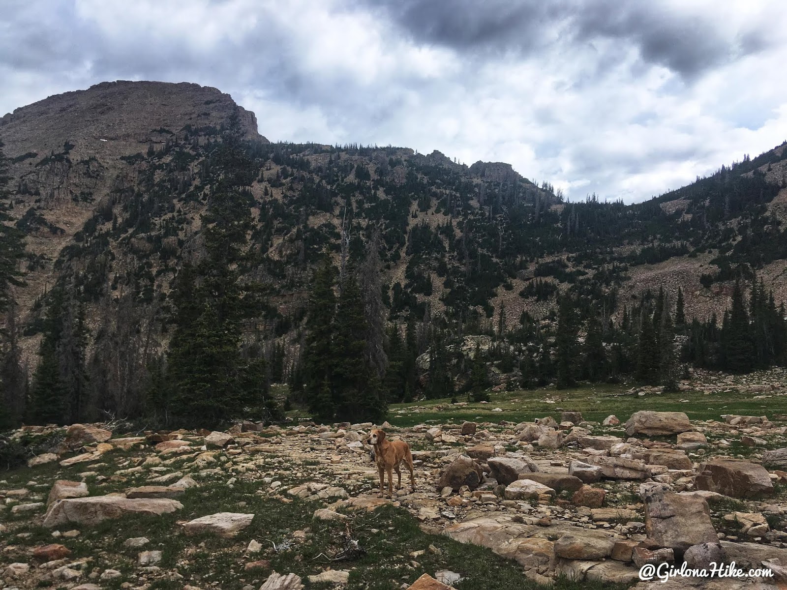 Hiking to Reids Peak, Uintas, Uinta peaks, hiking in the uintas, hiking in utah with dogs