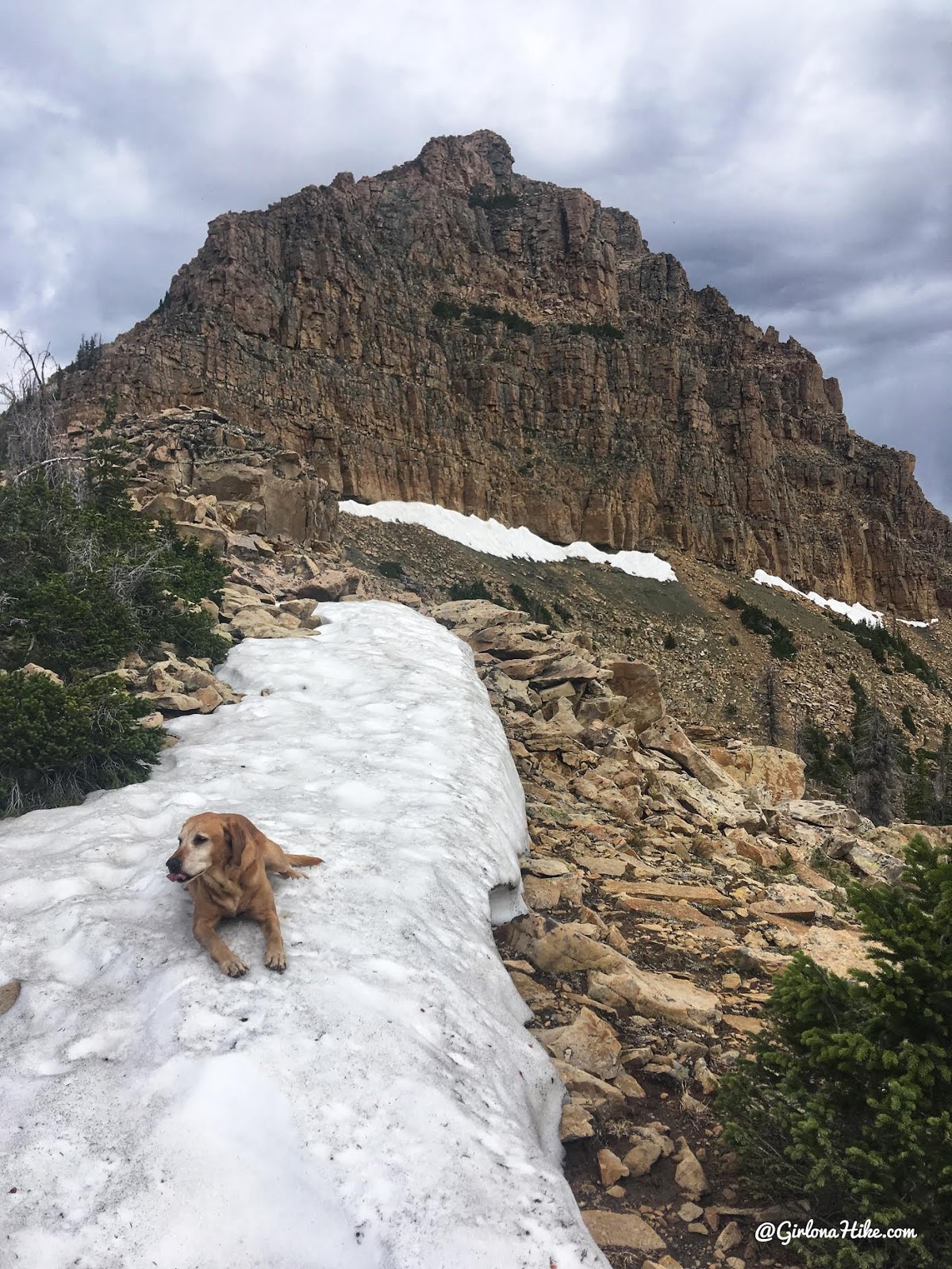 Hiking to Reids Peak, Uintas, Uinta peaks, hiking in the uintas, hiking in utah with dogs