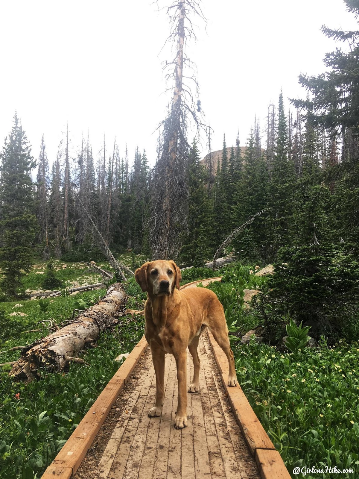 Hiking to Reids Peak, Uintas, Uinta peaks, hiking in the uintas, hiking in utah with dogs