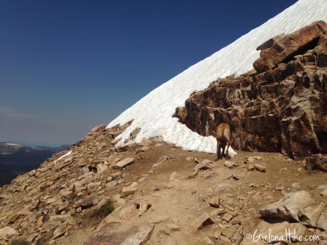 Hiking to Bald Mountain in the Uintas, Hiking in Utah with Dogs