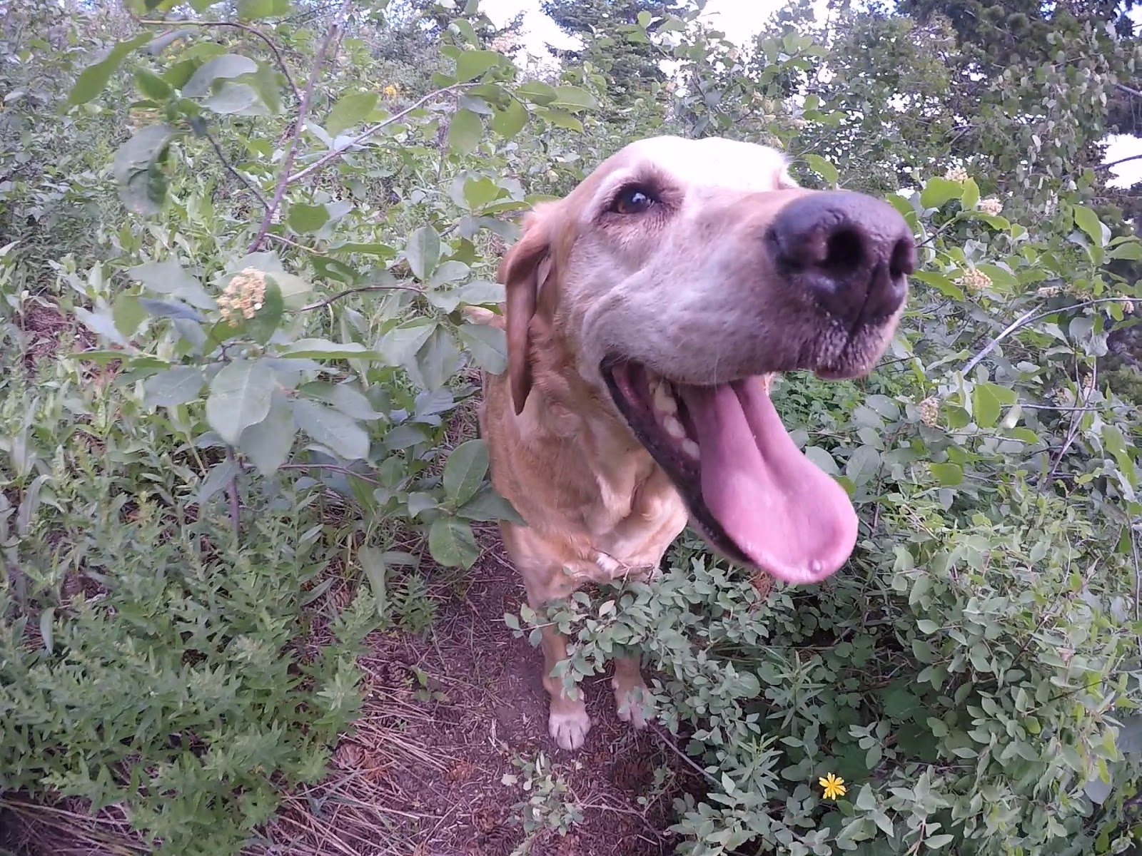 Hiking to Bull Mountain via Bull Flat, Box Elder County High Point