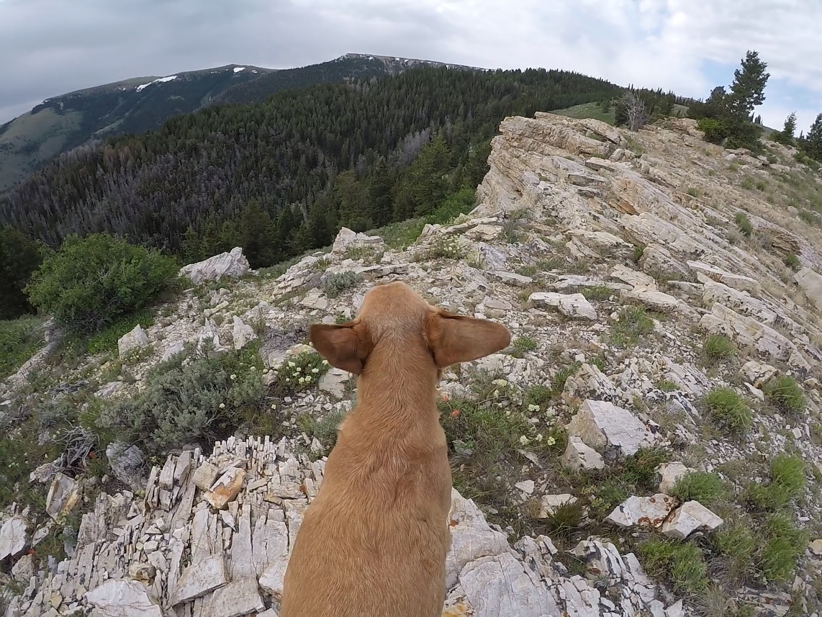 Hiking to Bull Mountain via Bull Flat, Box Elder County High Point