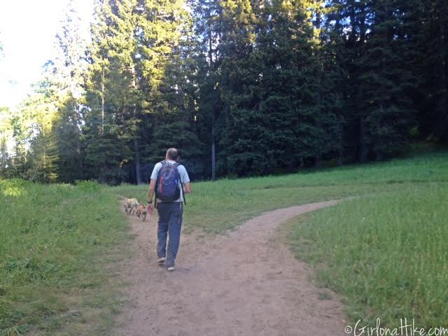 Hiking to Murdock Peak, Hiking in Utah with Dogs