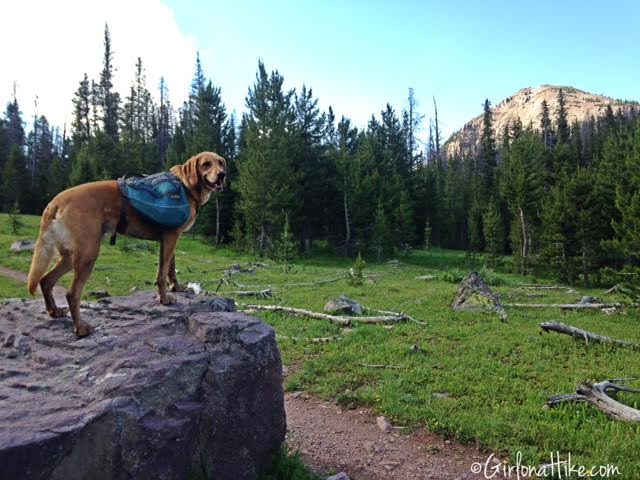 Backpacking to Amethyst Lake, Uintas, Hiking in Utah with Dogs