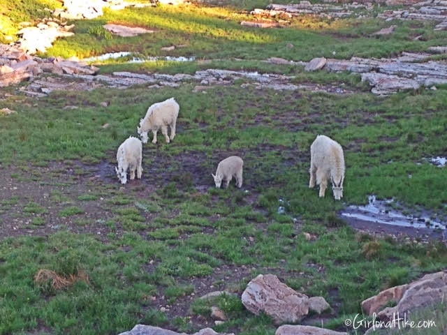 Backpacking to Amethyst Lake, Uintas, Hiking in Utah with Dogs