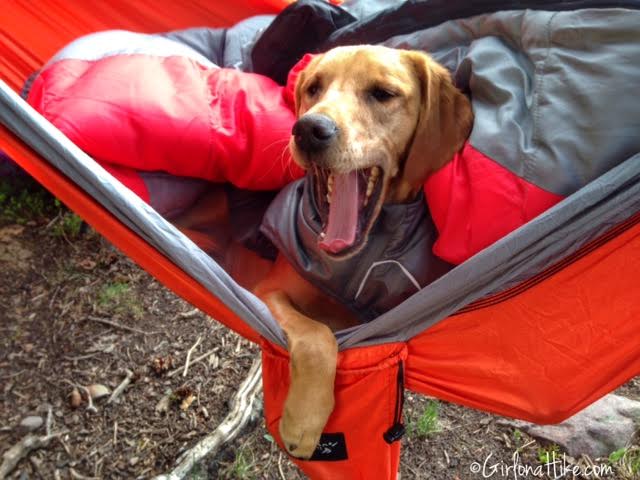 Backpacking to Amethyst Lake, Uintas, Hiking in Utah with Dogs