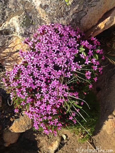 Hiking to Bald Mountain in the Uintas, Hiking in Utah with Dogs