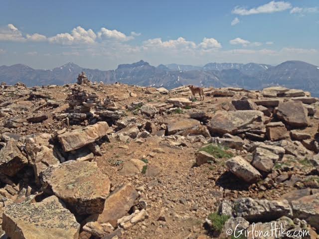 Hiking to Bald Mountain in the Uintas, Hiking in Utah with Dogs