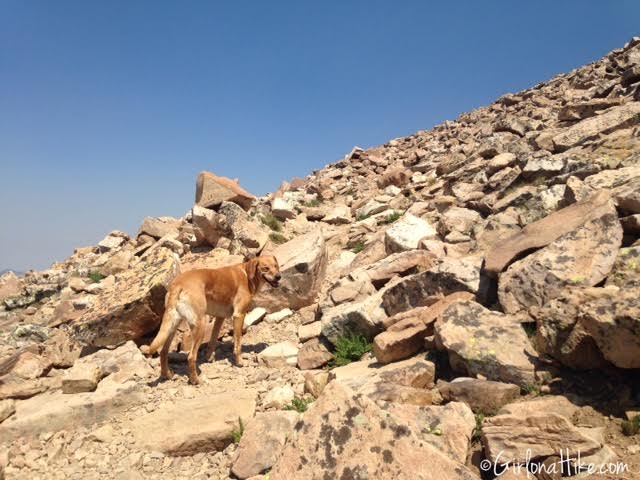 Hiking to Bald Mountain in the Uintas, Hiking in Utah with Dogs