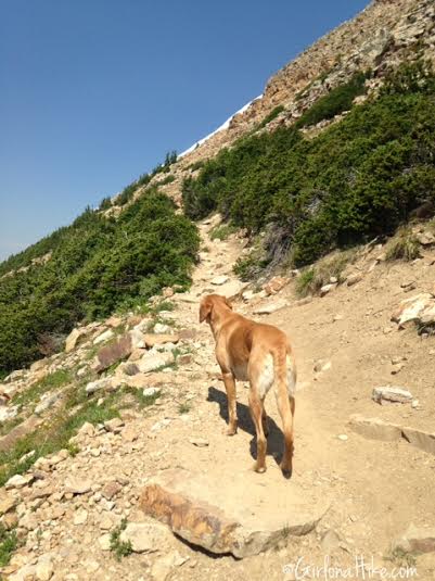 Hiking to Bald Mountain in the Uintas, Hiking in Utah with Dogs