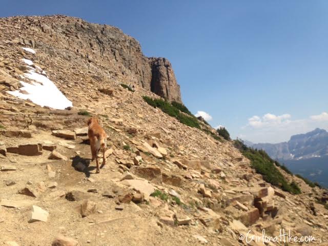 Hiking to Bald Mountain in the Uintas, Hiking in Utah with Dogs