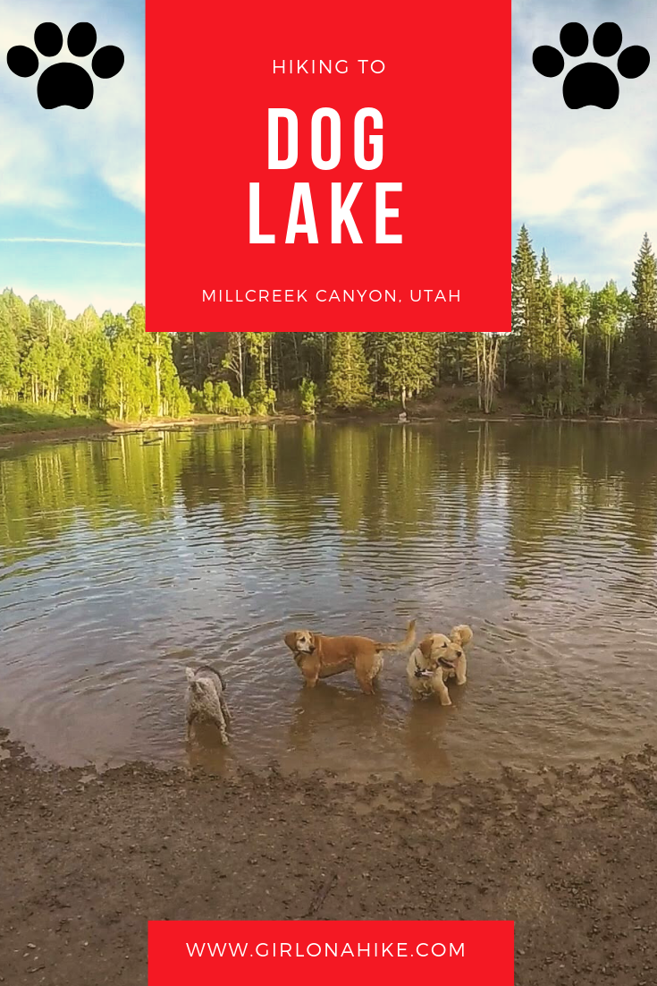 Hiking to Dog Lake, Millcreek Canyon, Utah, Hiking in Utah with Dogs