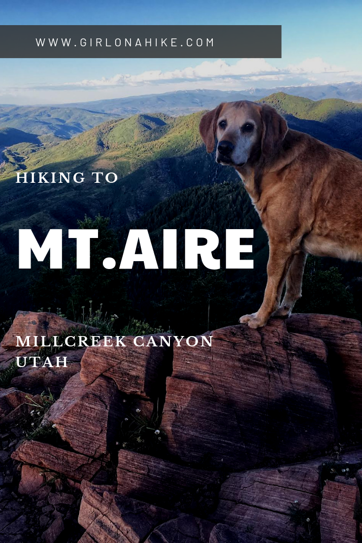 Hiking to Mt. Aire, Hiking in Utah with Dogs