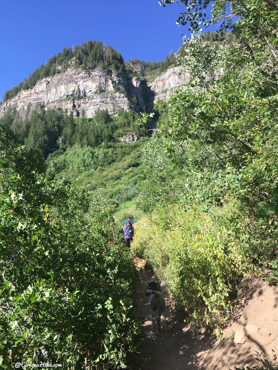 Hiking to Scout Falls - In Summer!