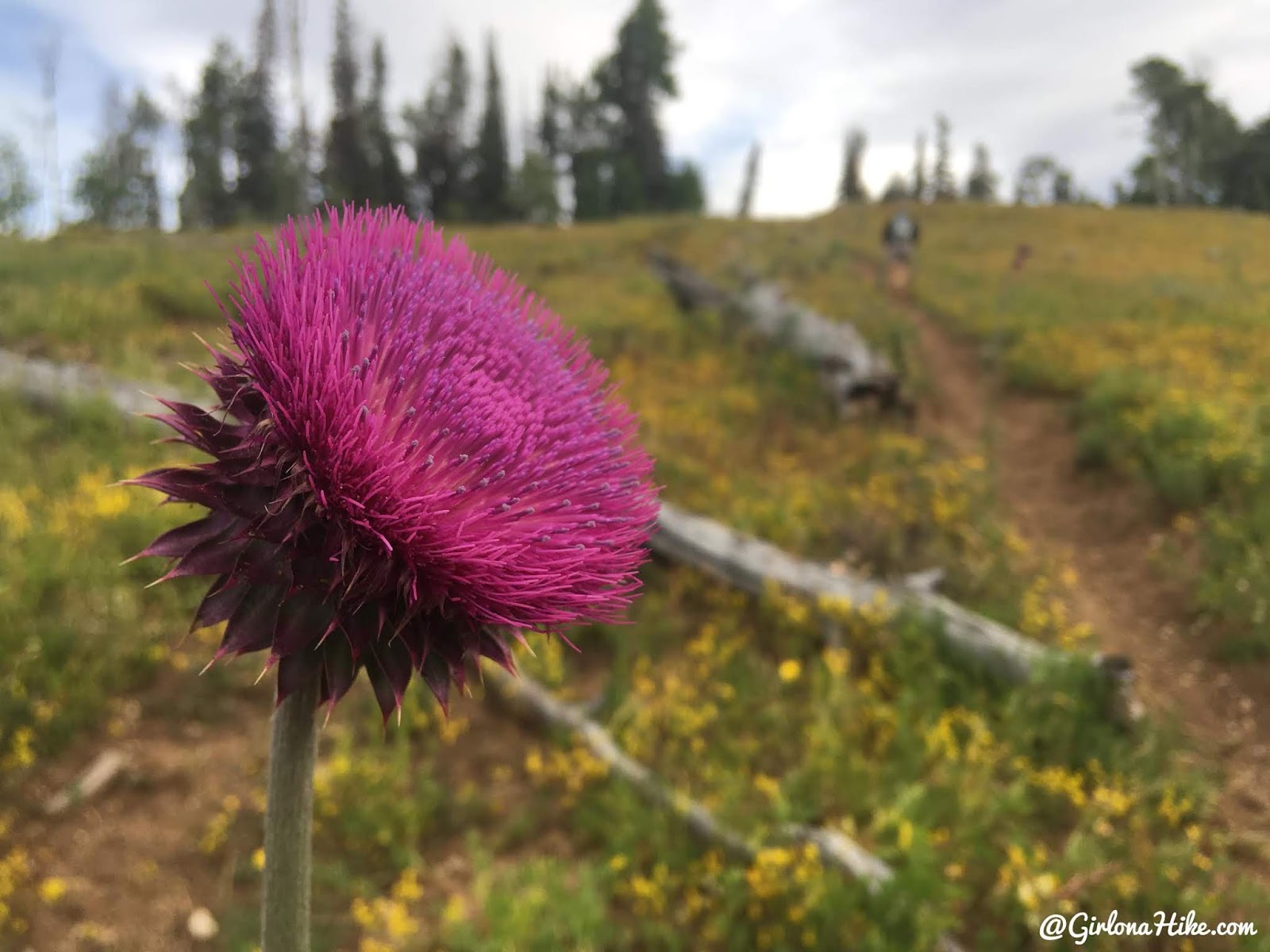 Hiking to East Mountain, Emery County High Point