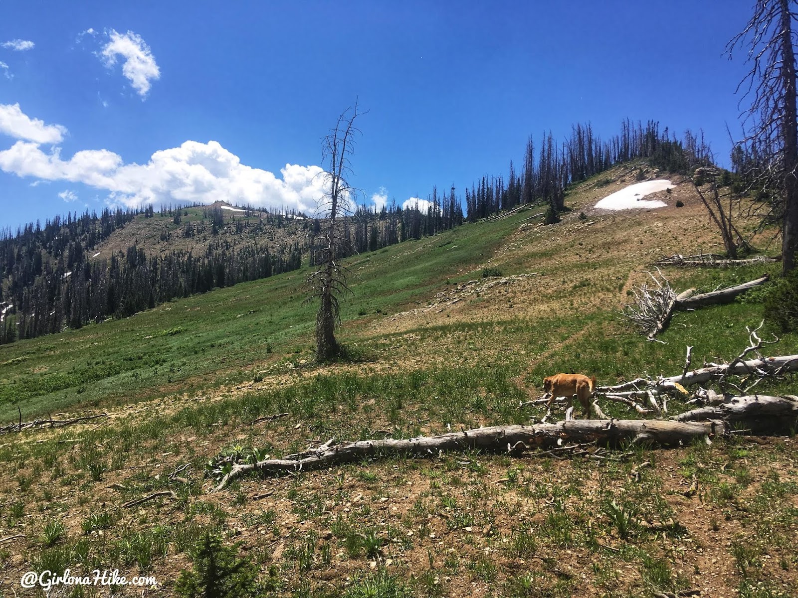 Hiking to South Tent Mountain, Sanpete County High Point