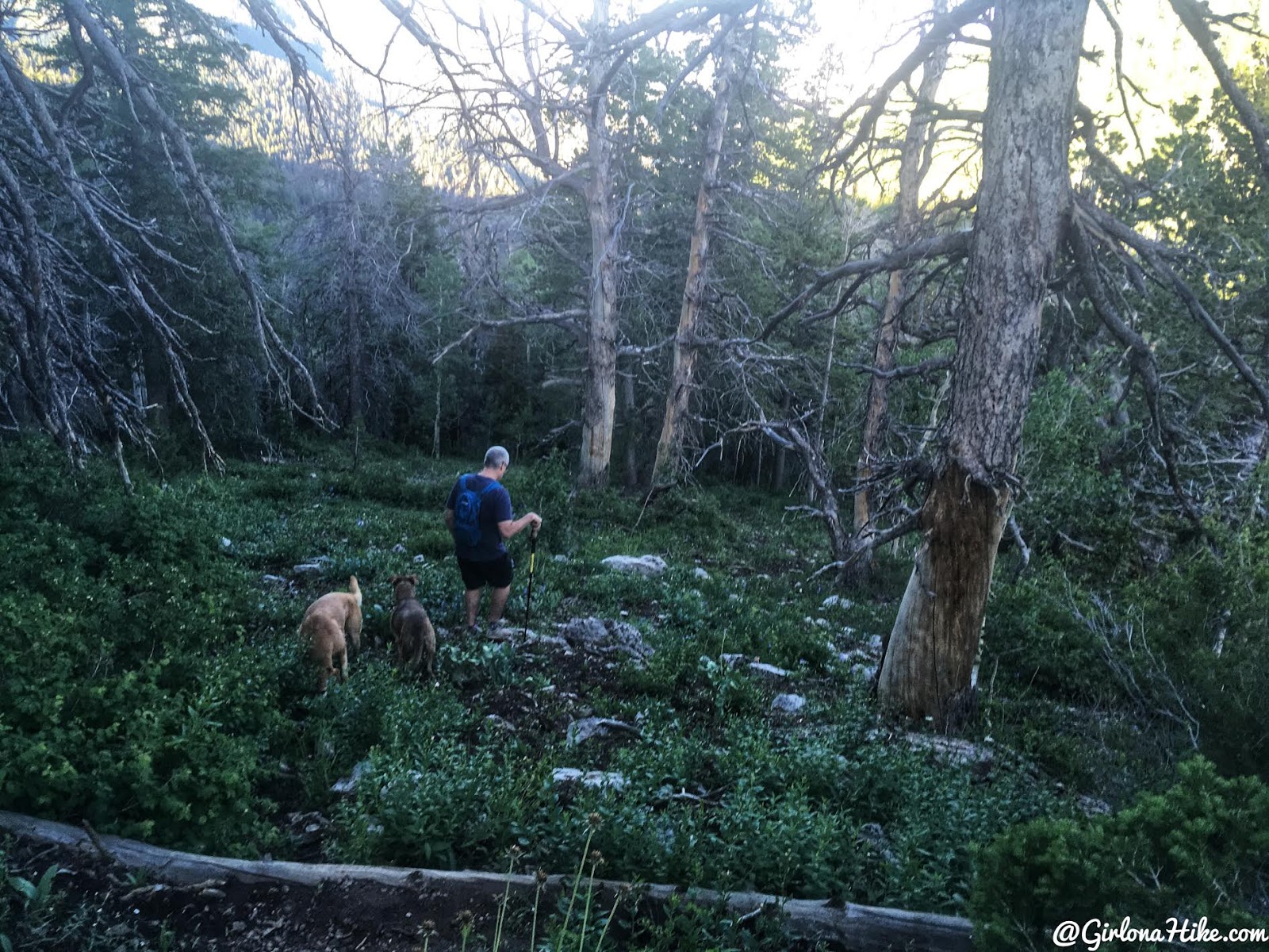 Hiking to Mine Camp Peak, Millard County High Point, Utah county high points