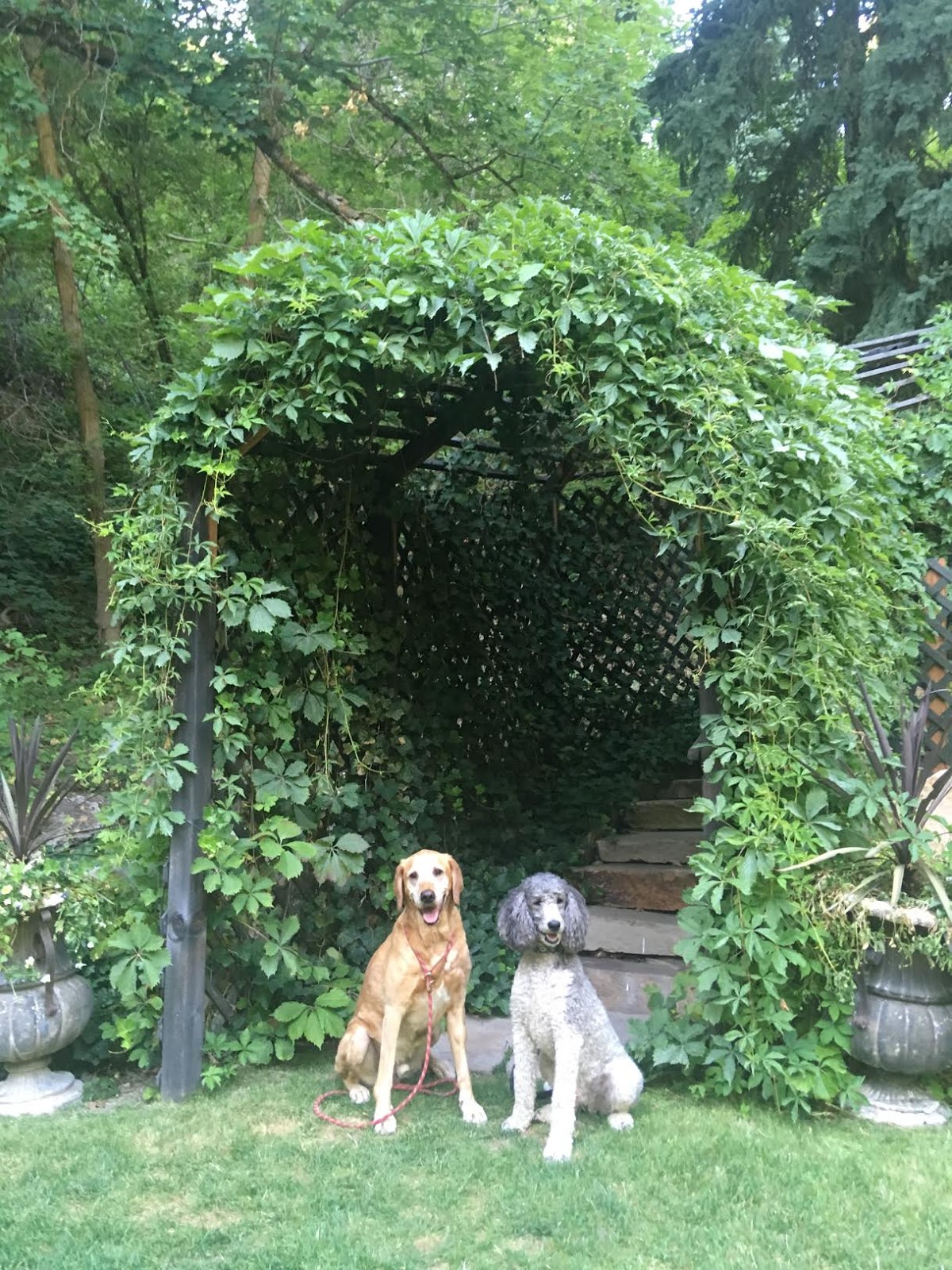 Dining at Log Haven's the Dogs Days of Summer