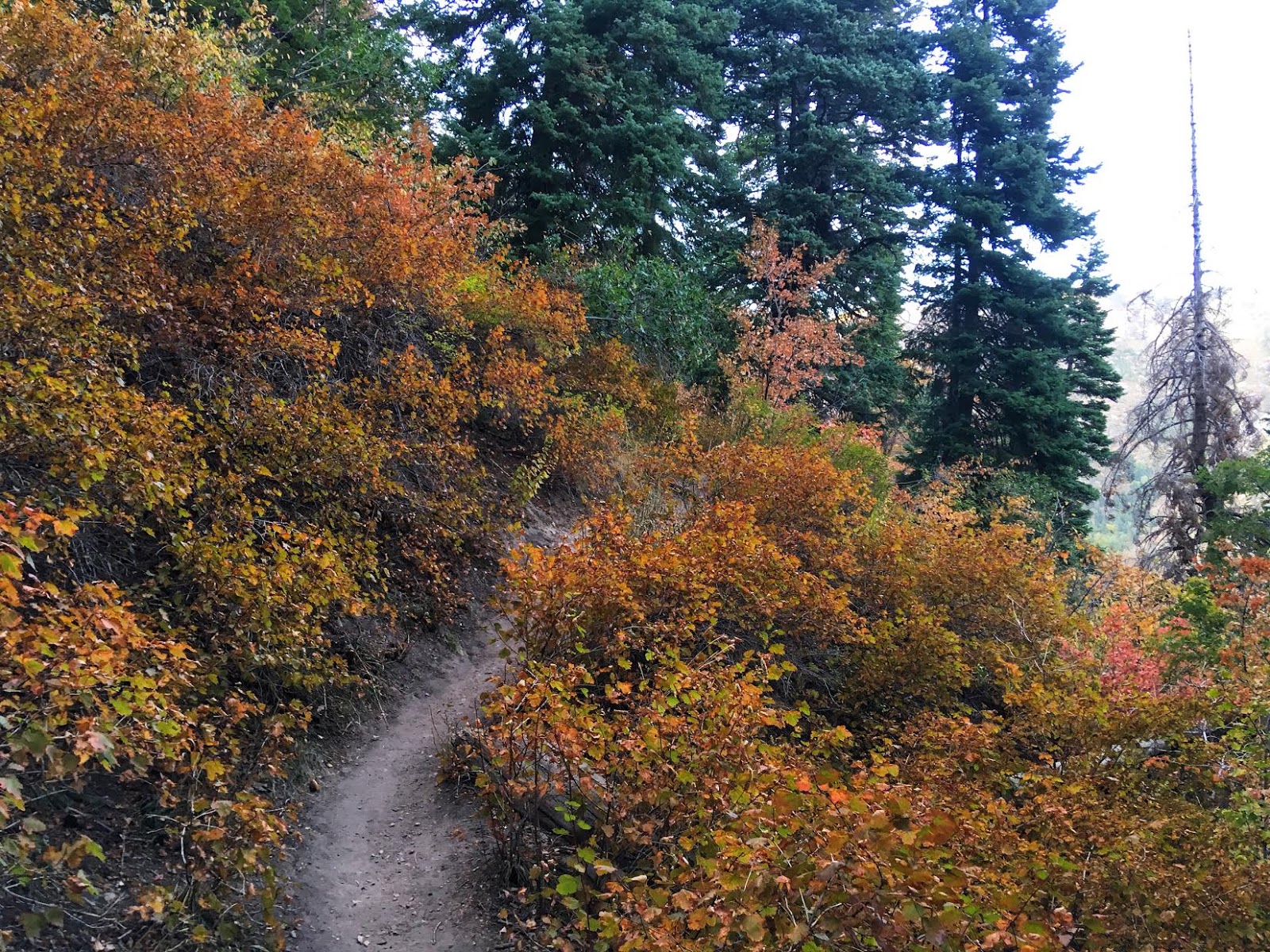 Hiking to Desolation Overlook, Hiking to the Salt Lake Overlook, Millcreek Canyon