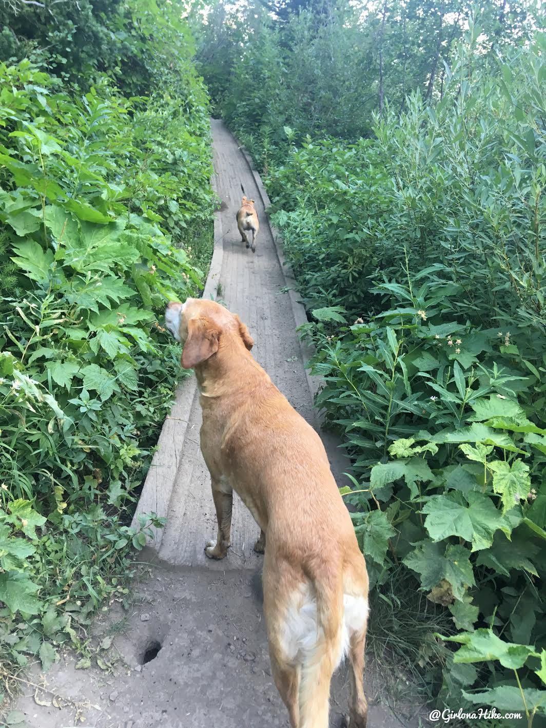 Hiking to Scout Falls - In Summer!