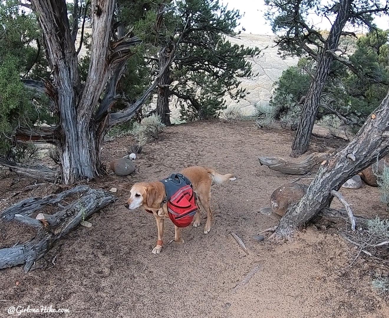 Backpacking Death Hollow, Escalante, Grand Staircase Escalante National Monument