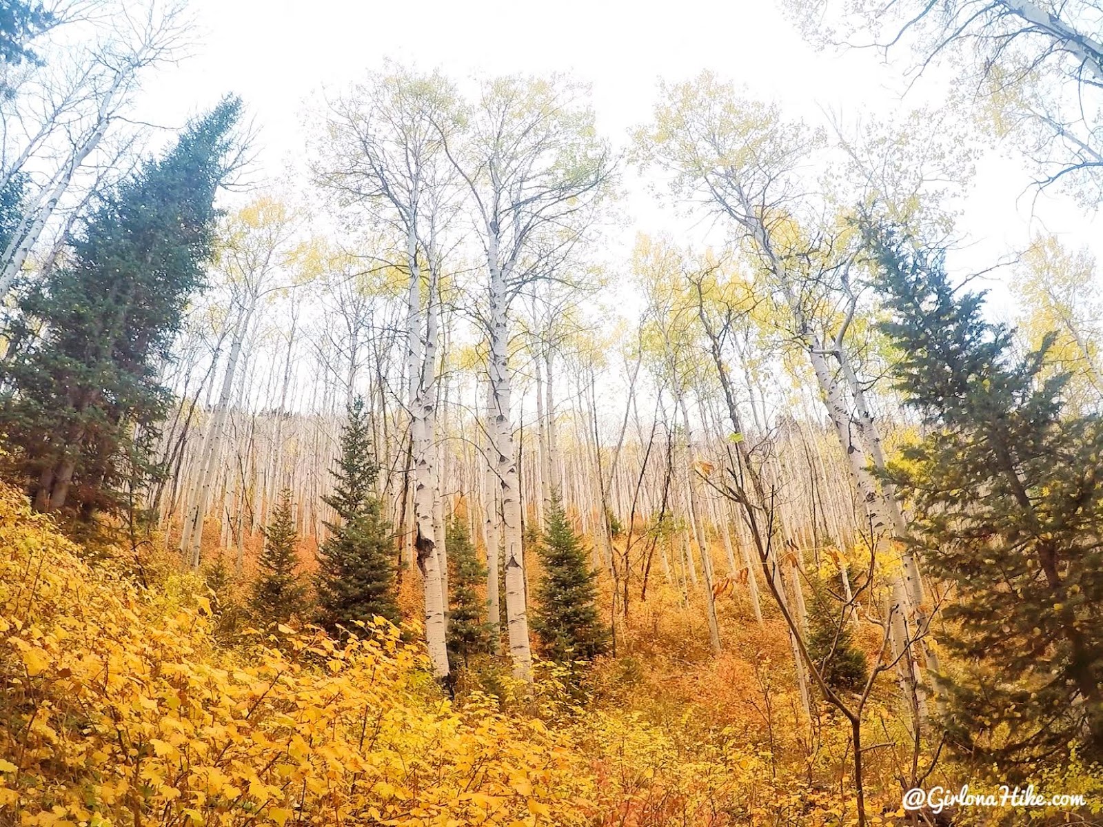 Hiking Iron Canyon, Park City, Utah, Hiking in Utah with Dogs