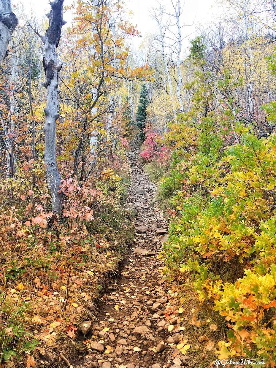 Hiking Iron Canyon, Park City, Utah, Hiking in Utah with Dogs