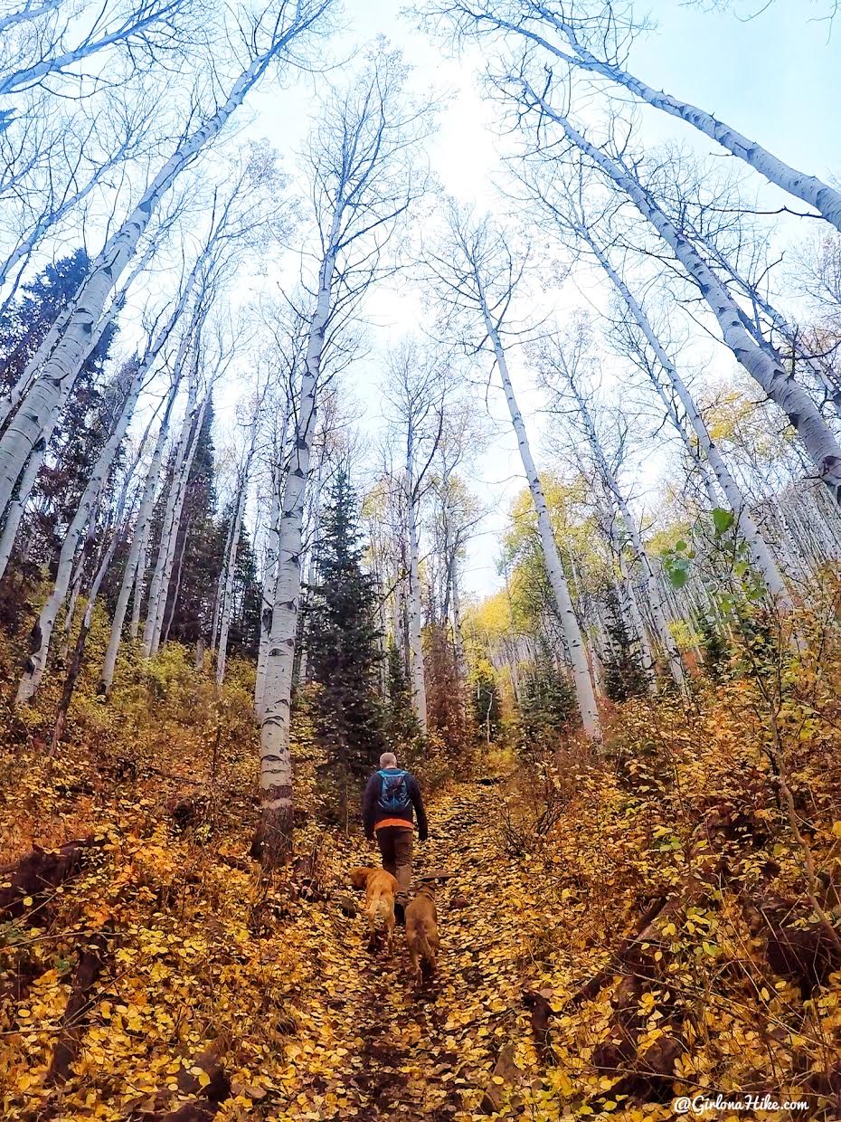 Hiking Iron Canyon, Park City, Utah, Hiking in Utah with Dogs