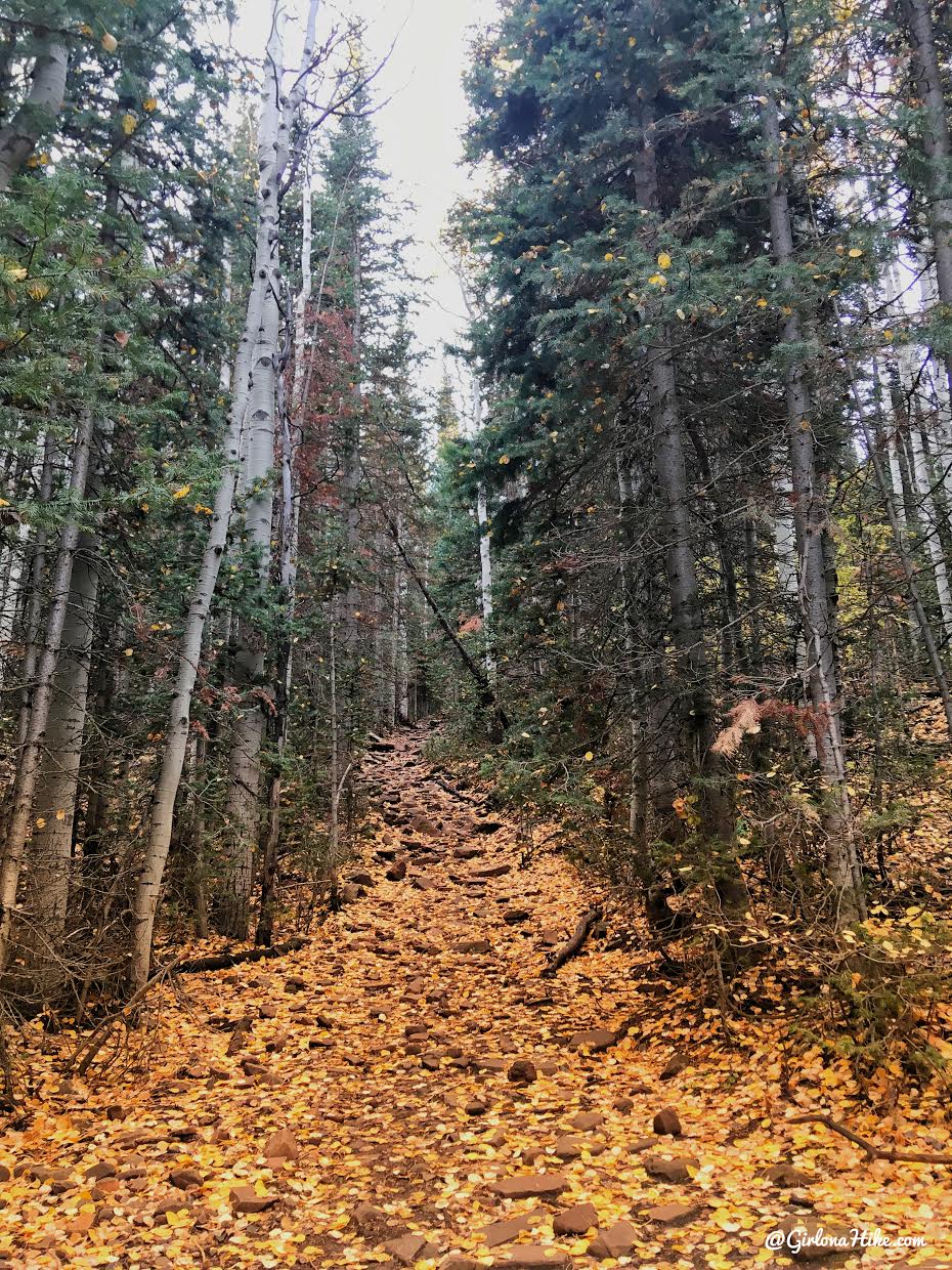 Hiking Iron Canyon, Park City, Utah, Hiking in Utah with Dogs