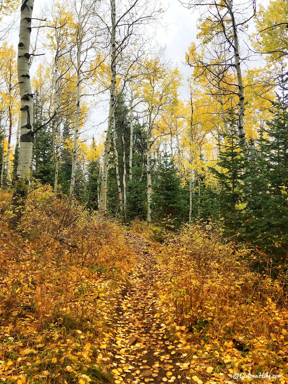 Hiking Iron Canyon, Park City, Utah, Hiking in Utah with Dogs