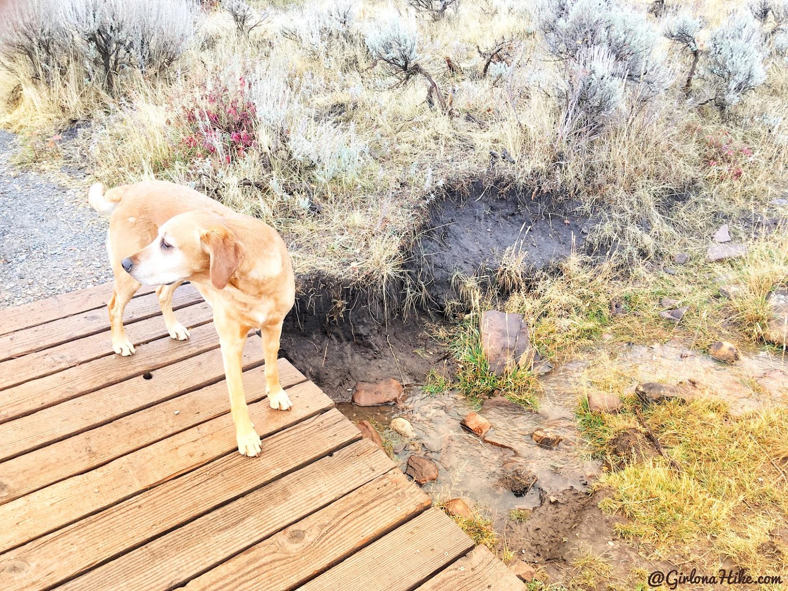 Run-a-Muk Dog Park & Trail, Kimball Junction, Park City, Utah. Hiking in Utah with Dogs