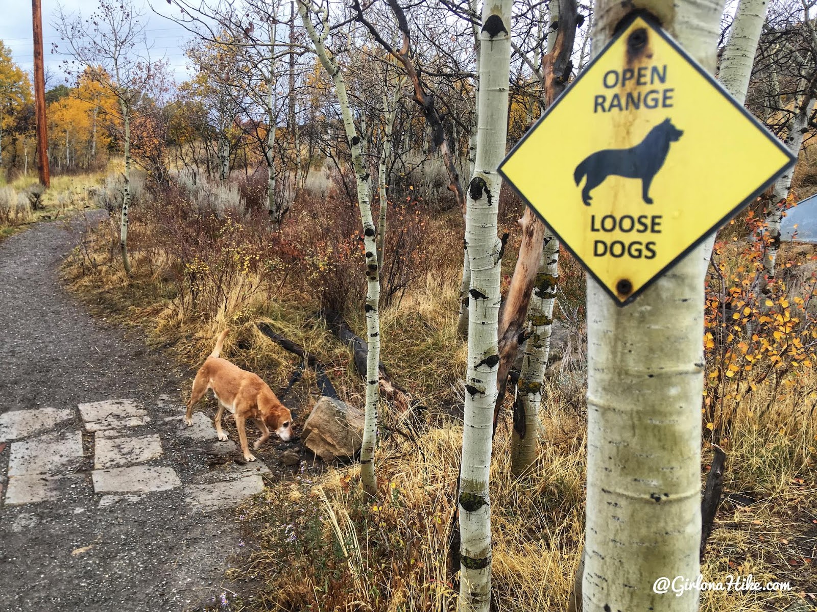 Run-a-Muk Dog Park & Trail Girl on a Hike