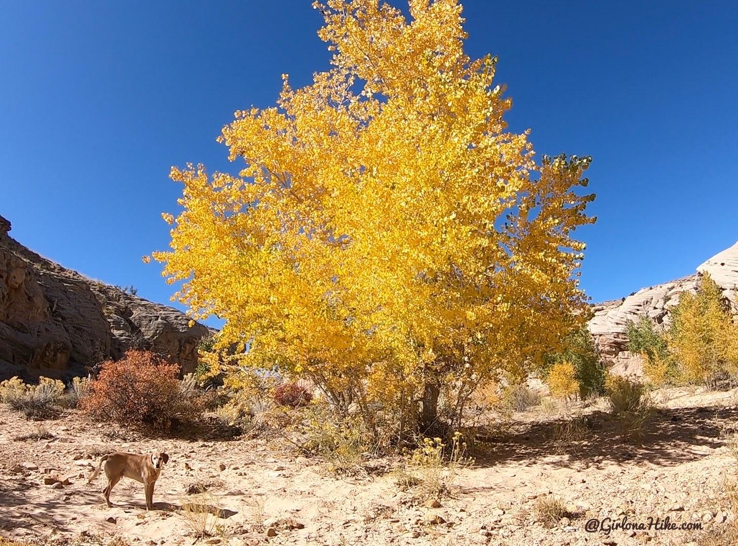 Hiking the Cottonwood Wash Trail, San Rafael Swell