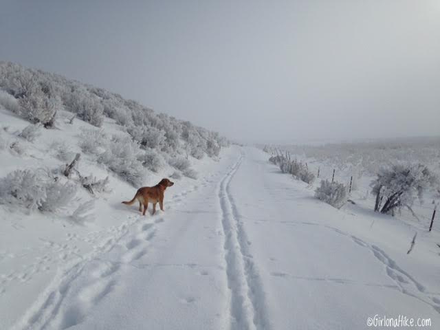 Hiking to 12 Mile (Bishop Creek) Hot Springs - in Winter!, Wells, Nevada Hot Springs, Hot Springs in Nevada