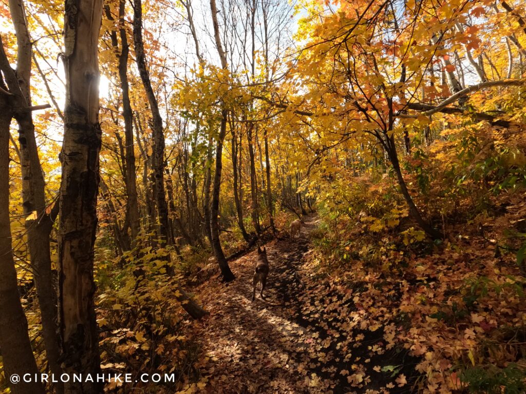 Hiking to Stewart Falls