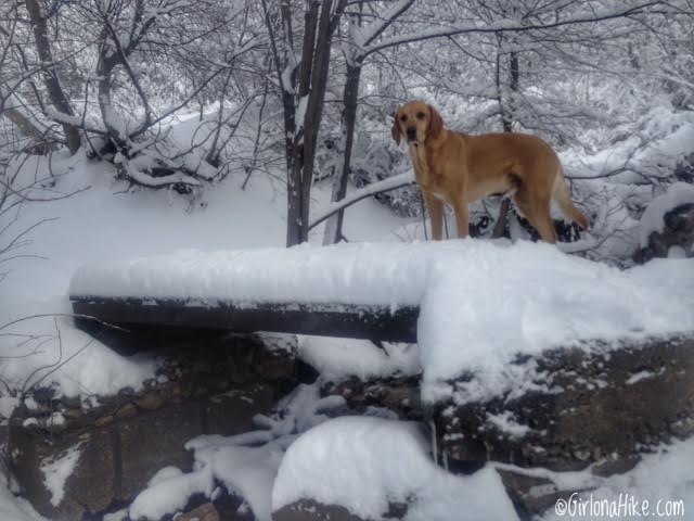 Hiking Waterfall Canyon in Ogden, Utah, Hiking in Utah with Dogs, Frozen Waterfalls in Utah