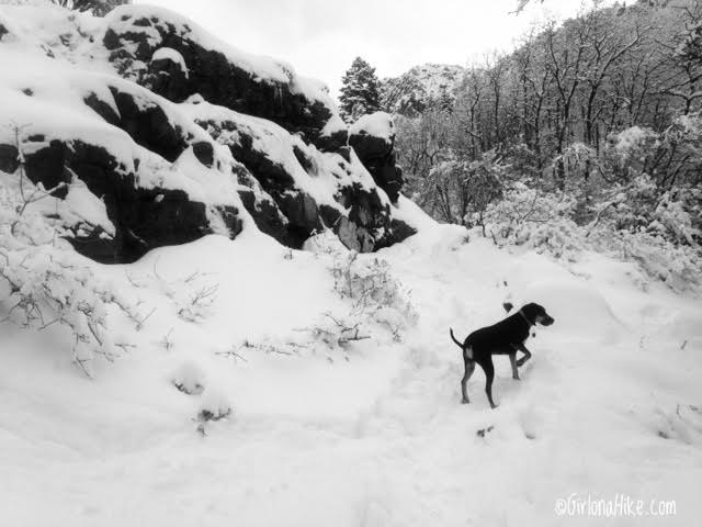 Hiking Waterfall Canyon in Ogden, Utah, Hiking in Utah with Dogs, Frozen Waterfalls in Utah