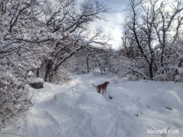 Hiking Waterfall Canyon in Ogden, Utah, Hiking in Utah with Dogs, Frozen Waterfalls in Utah