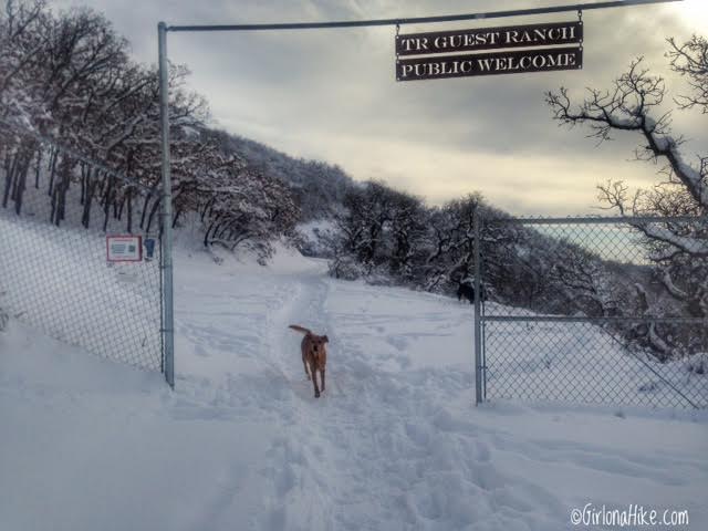 Hiking Waterfall Canyon in Ogden, Utah, Hiking in Utah with Dogs, Frozen Waterfalls in Utah