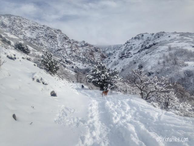 Hiking Waterfall Canyon in Ogden, Utah, Hiking in Utah with Dogs, Frozen Waterfalls in Utah