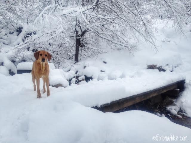 Hiking Waterfall Canyon in Ogden, Utah, Hiking in Utah with Dogs, Frozen Waterfalls in Utah