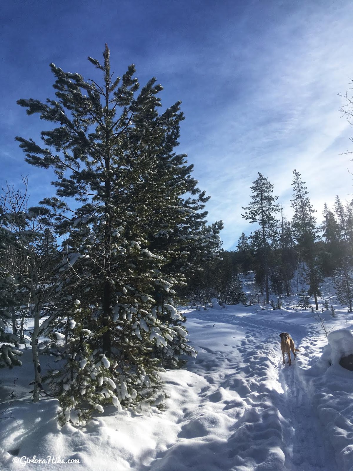 Cross Country Skiing in the Uintas, North Fork Provo XC Ski Trail