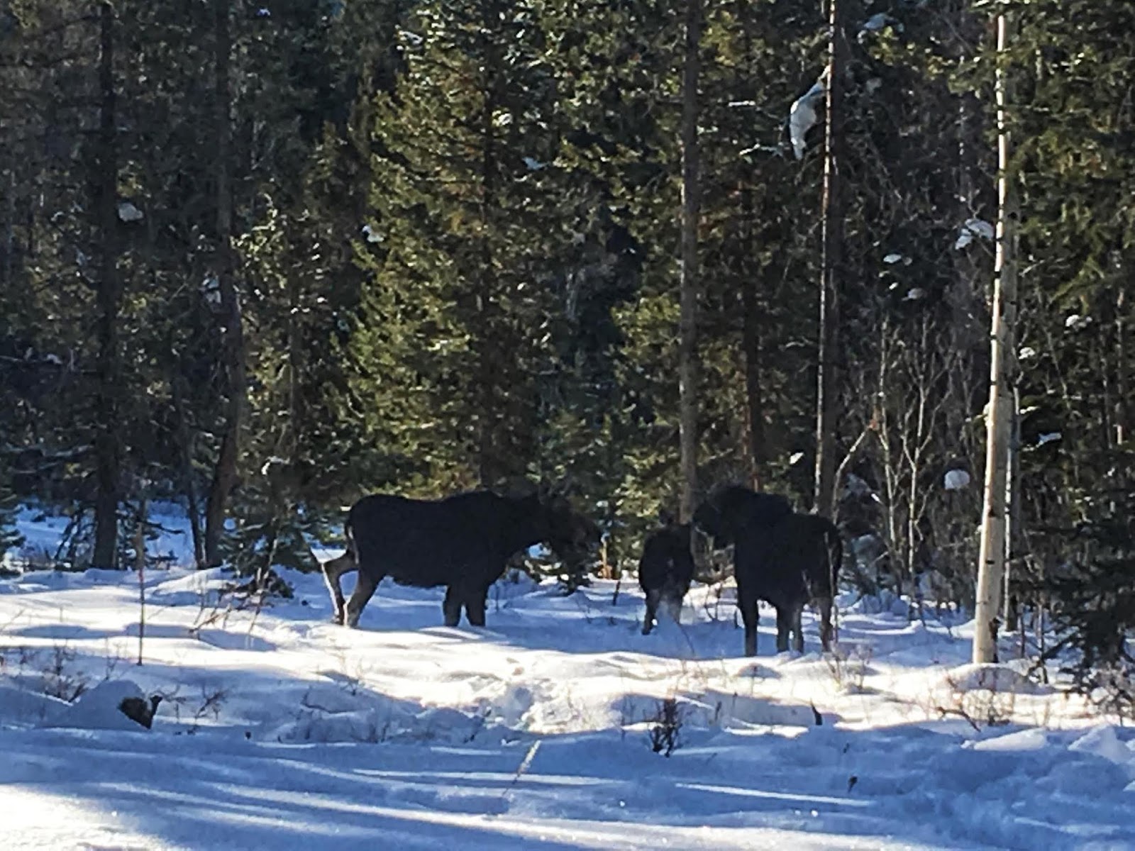 Cross Country Skiing in the Uintas, Moose in the Uintas