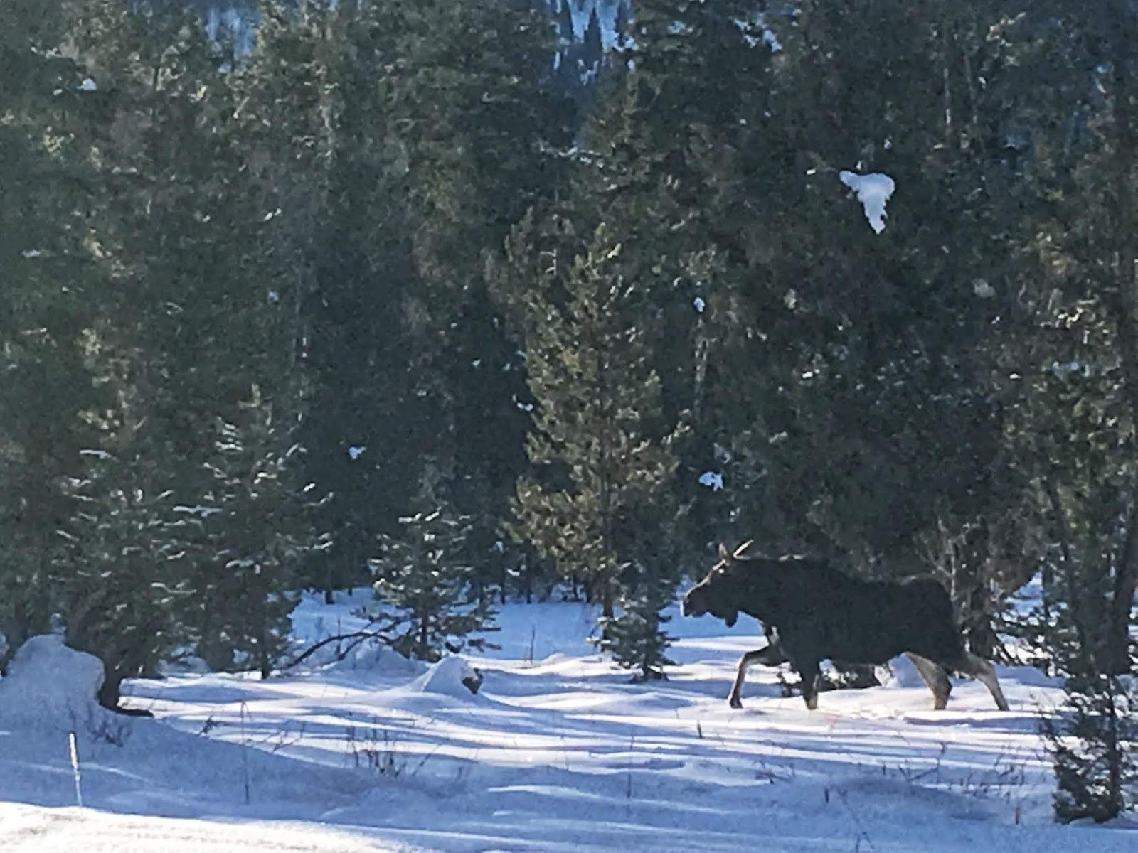 Cross Country Skiing in the Uintas, Moose in the Uintas