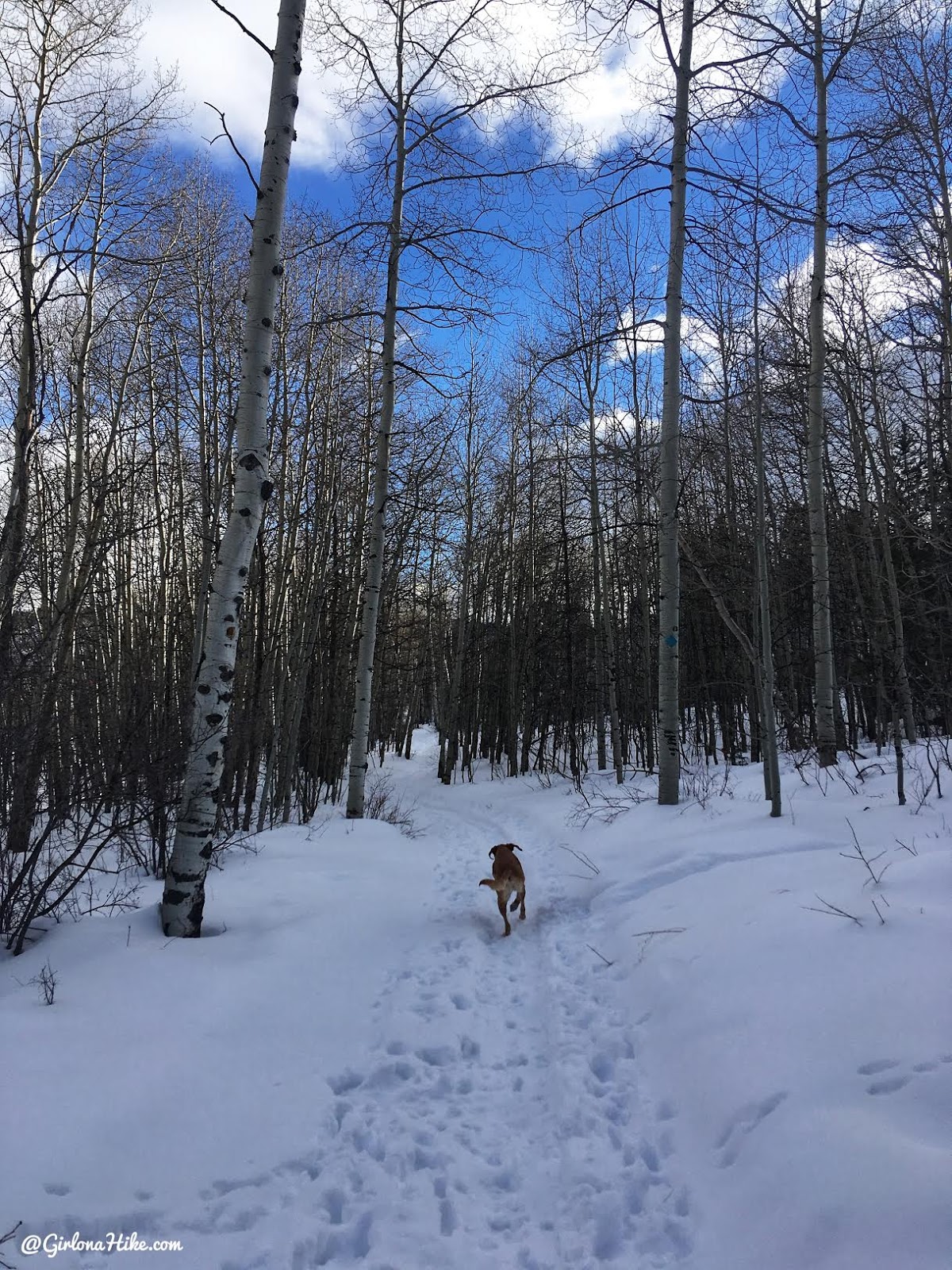 Cross Country Skiing in the Uintas