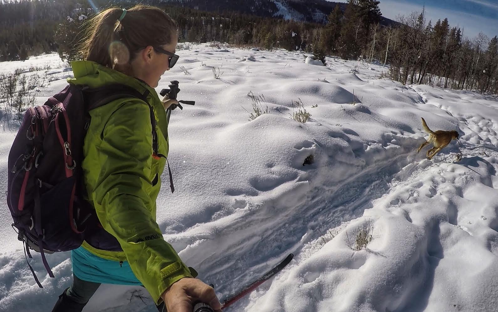 Cross Country Skiing in the Uintas, North Fork Provo XC Ski Trail