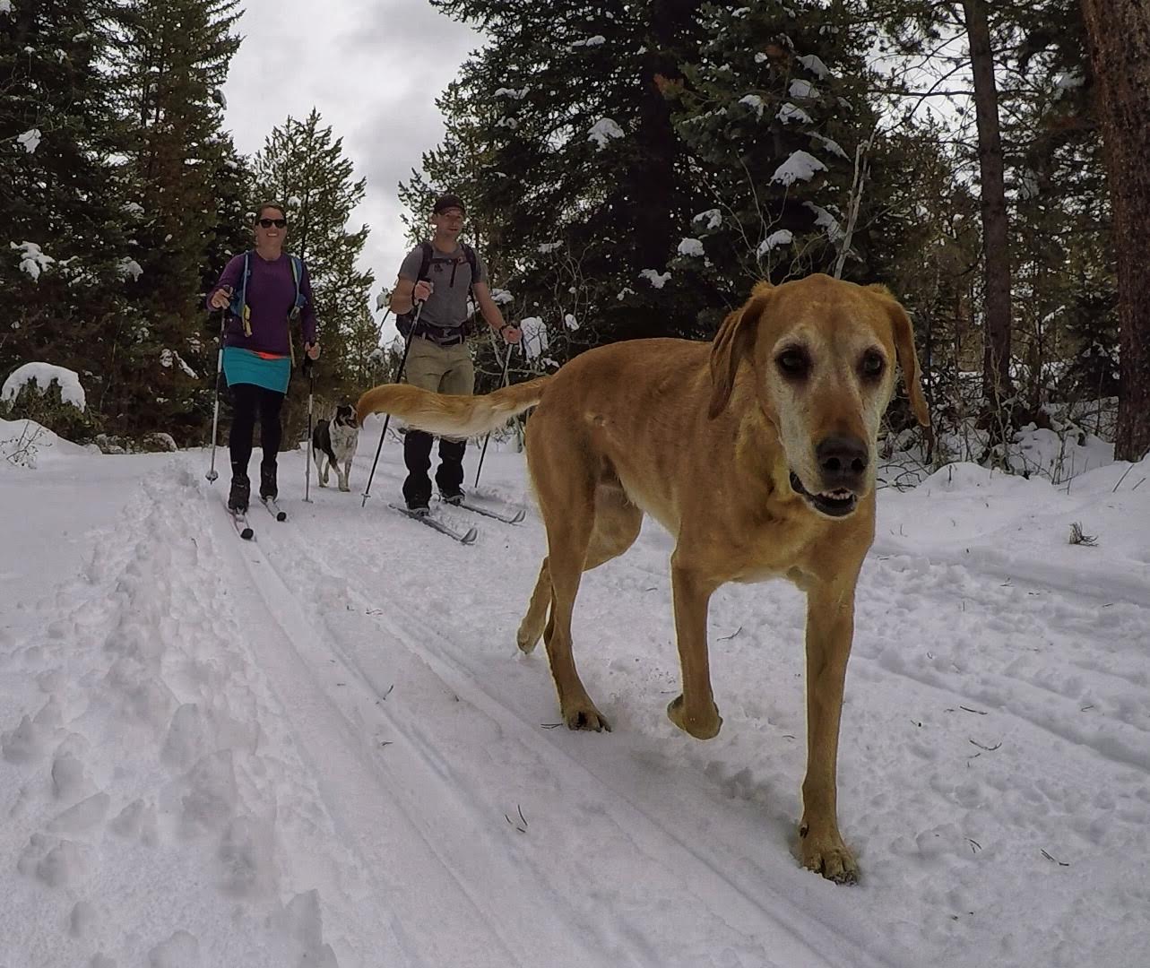 Cross Country Skiing in the Uintas, Beaver XC Ski Trail