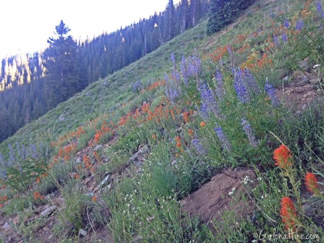 Hiking to Clayton Peak via Guardsmans Pass