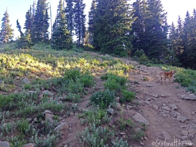 Hiking to Clayton Peak via Guardsmans Pass